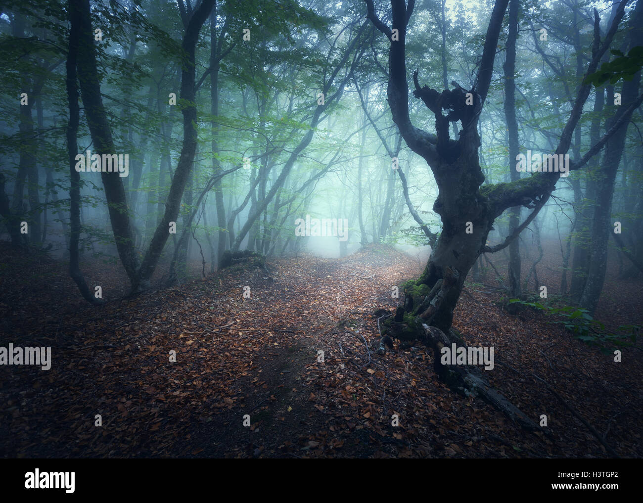 Dark fog forest. Fall woods. Mystical autumn forest with trail in green fog. Old Tree. Beautiful landscape with trees,  path, co Stock Photo
