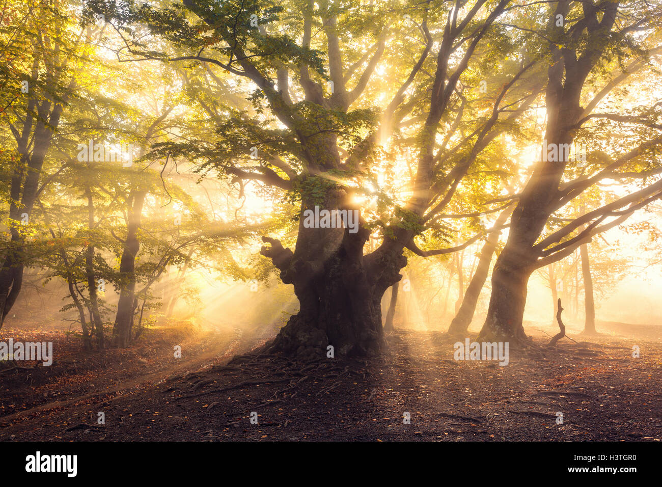Magical old tree with sun rays in the morning. Forest in fog. Colorful landscape with foggy forest, gold sunlight, green leaves Stock Photo