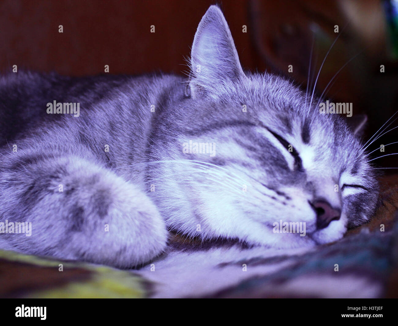 macro of sleeping cat of Scottish Straight breed Stock Photo