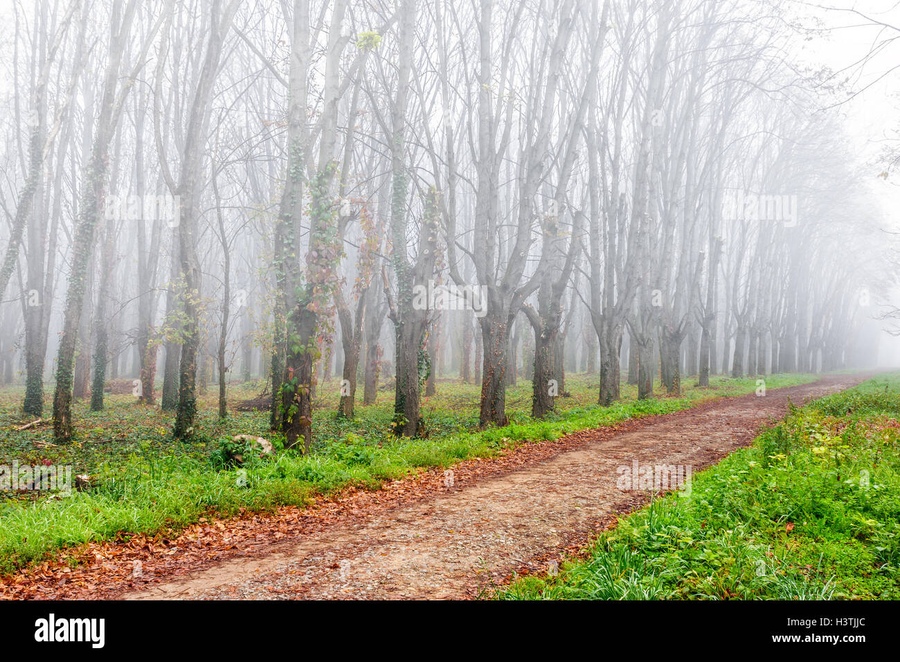 park trees and foliage in autumn morning fog Stock Photo - Alamy