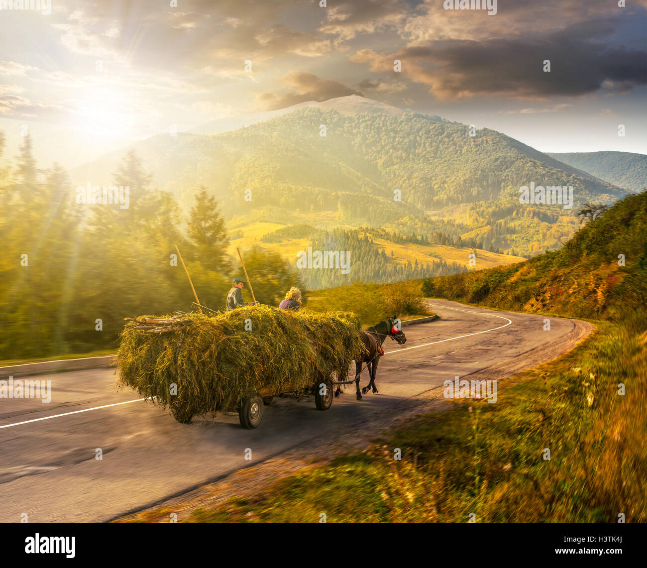 cart with hay on the way to mountainous rural area through the spruce forest in Carpathians in evening light Stock Photo