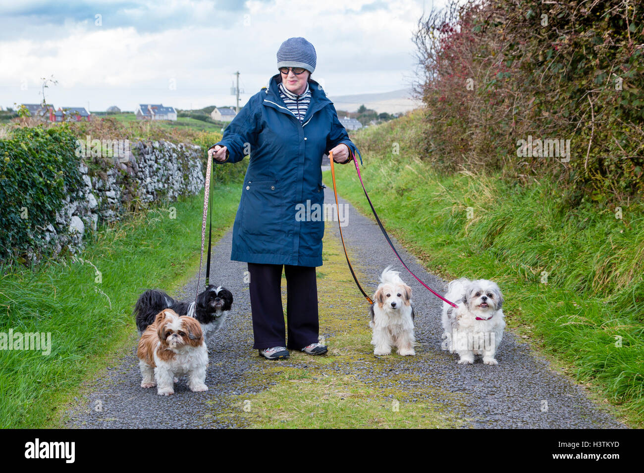 Older Irish woman walking four small dogs, 3 Shu Stock Photo