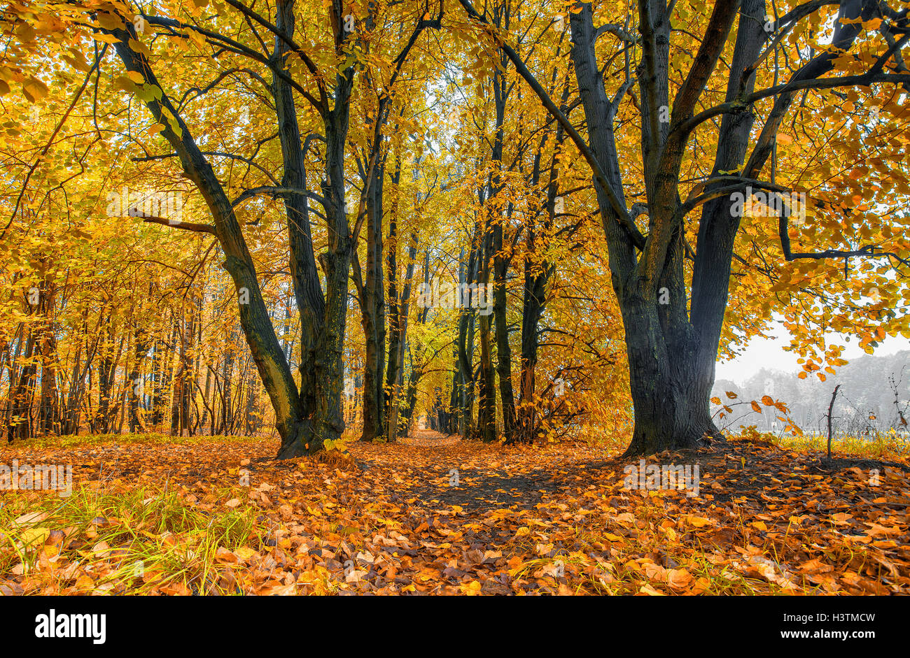 Autumn alley in the park Stock Photo - Alamy