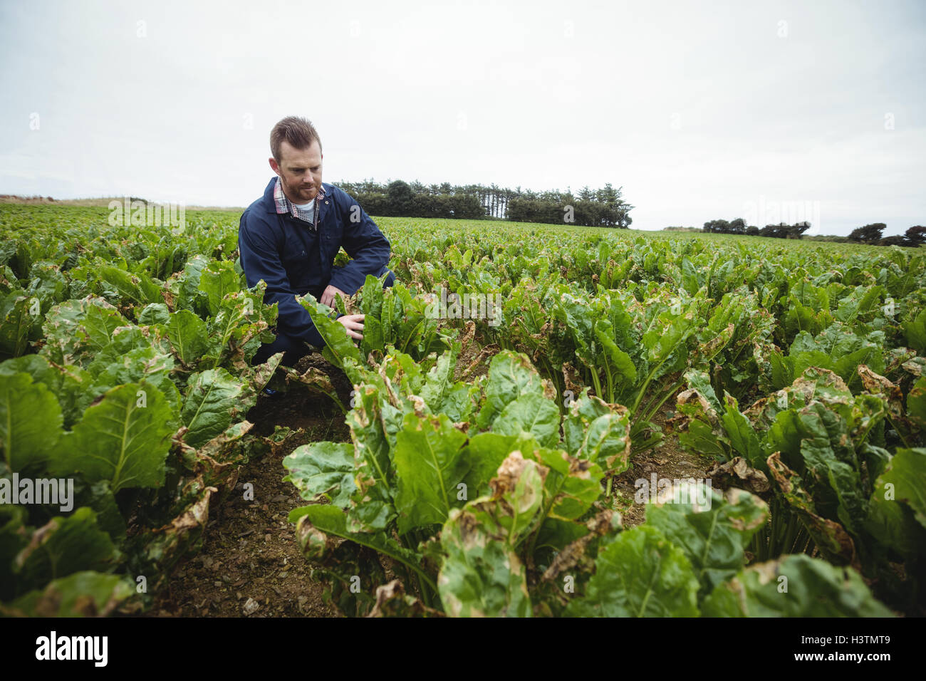 Male farmer plantation checking hi-res stock photography and images - Alamy