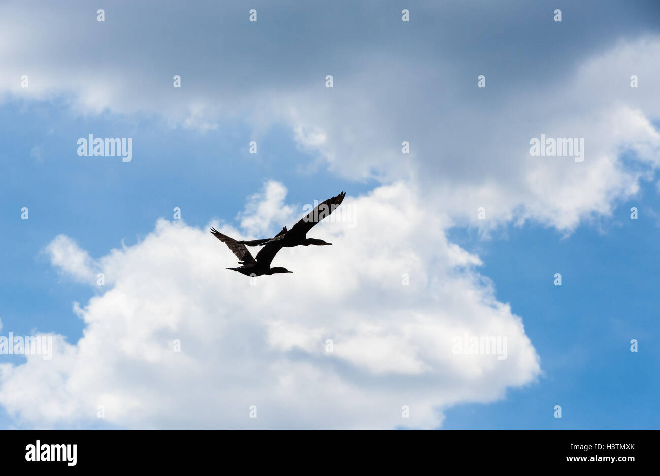 Two cormorant birds with wings open, flying across cumulus clouds on sky. Stock Photo