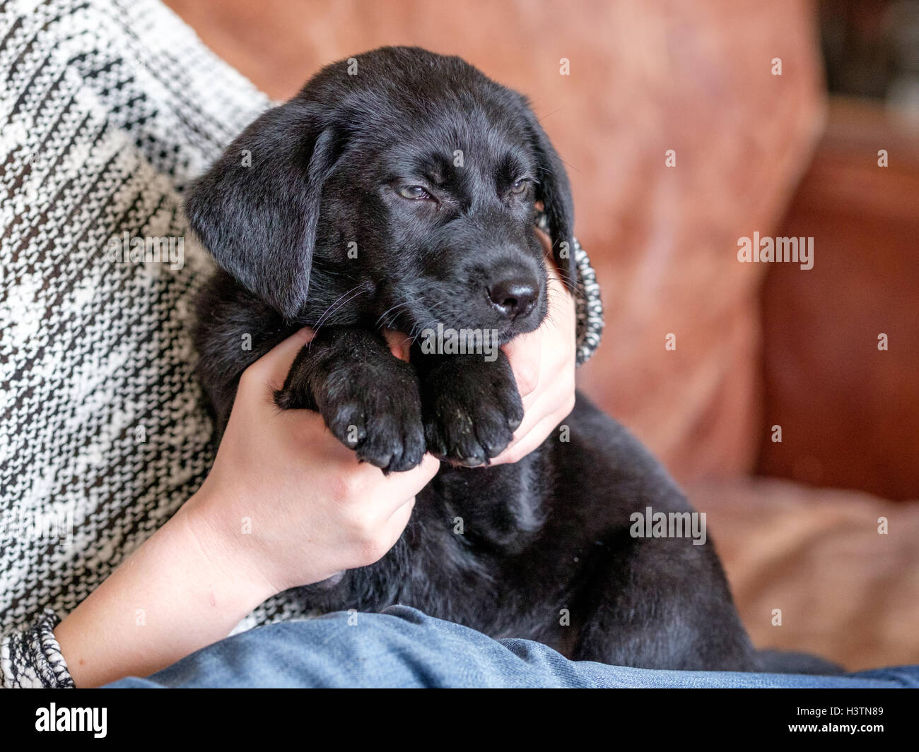 Cute little black Labrador retriever puppy Stock Photo