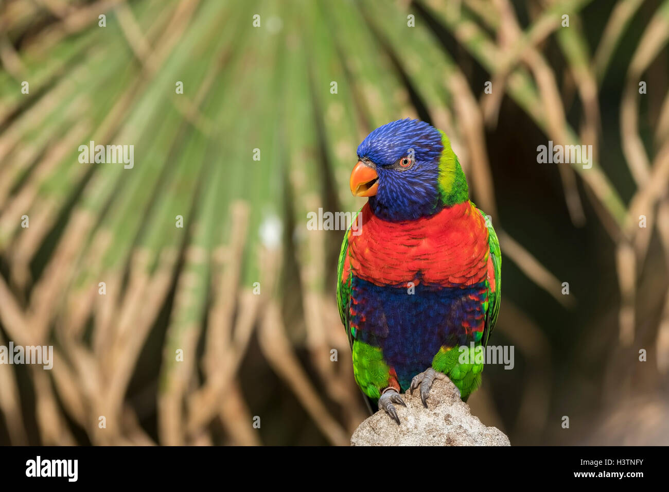 Closeup of a perched rainbow lorikeet (Trichoglossus moluccanus) or rainbow lory parrot. A vibrant colored bird native to Austra Stock Photo