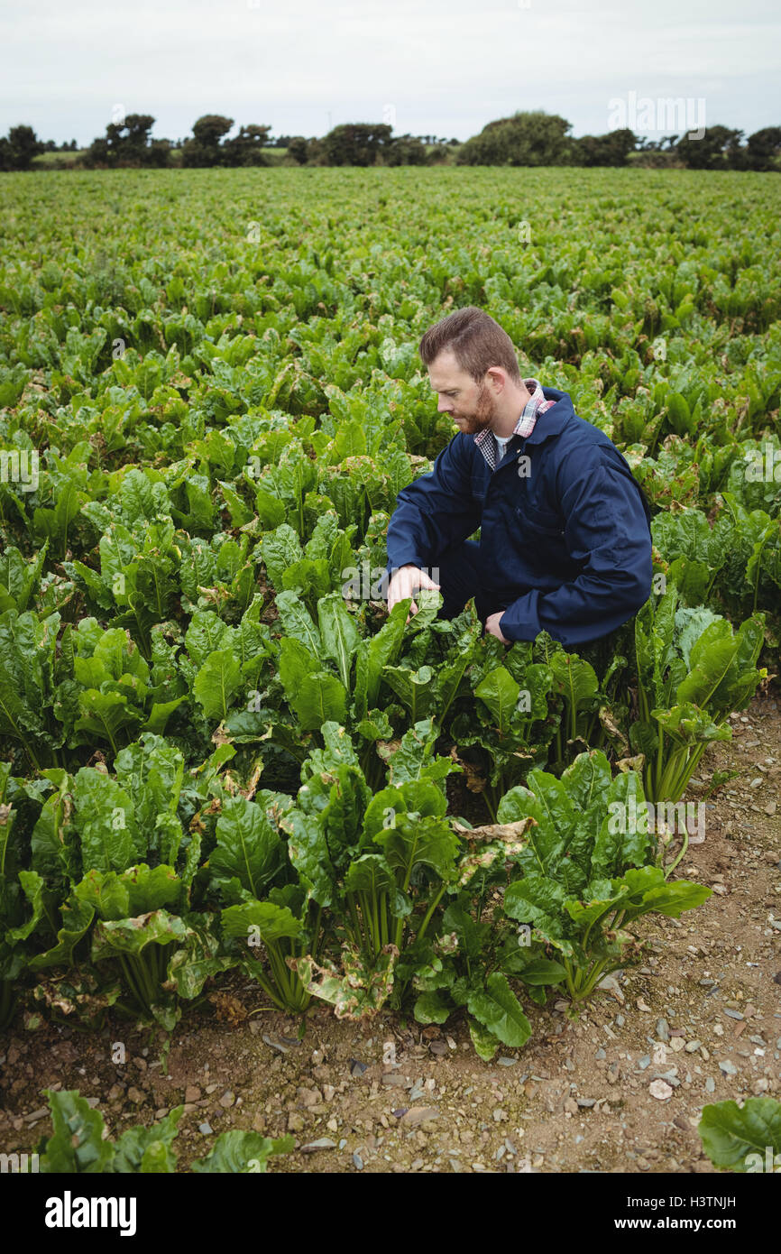 Farmer checking his crops in the field Stock Photo - Alamy
