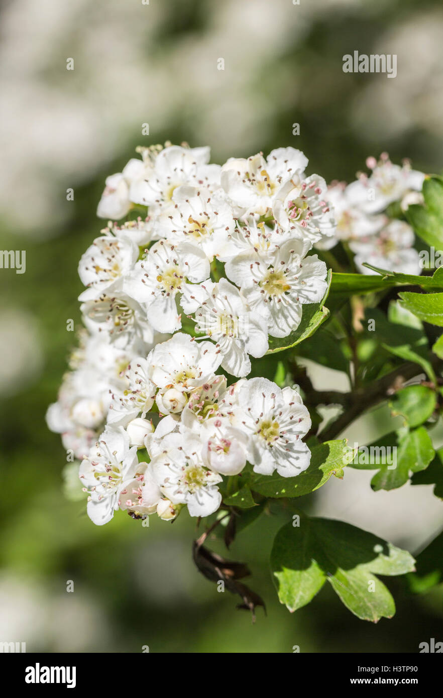Hawthorn Or May Tree Crataegus White Flowers In Spring Surrey Uk Stock Photo Alamy