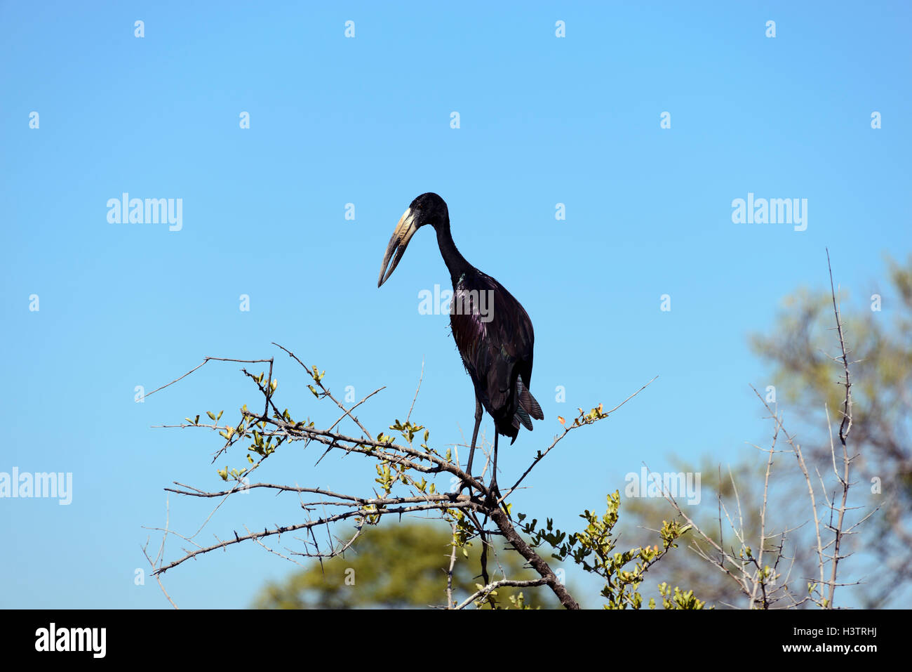 African openbill (Anastomus lamelligerus) perched on a dry acacia branch, North West, Botswana Stock Photo