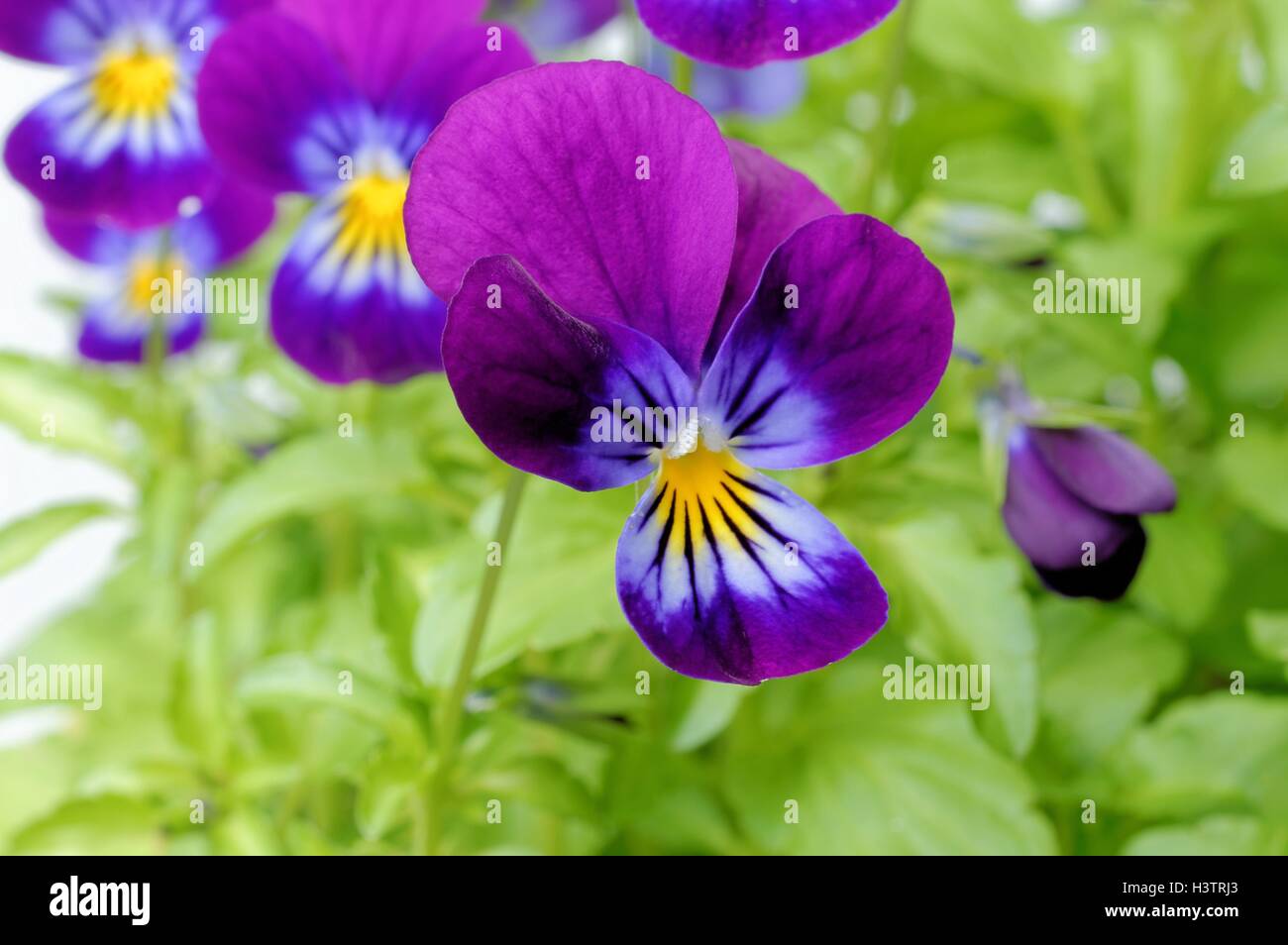 Horned violet (Viola cornuta) Stock Photo