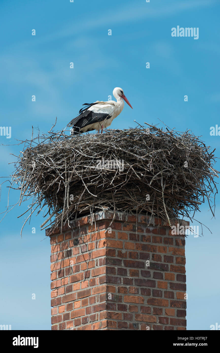 White stork (Ciconia ciconia) in its nest on a chimney, Kaiserpfalz Imperial Palace, Saxony-Anhalt, Germany Stock Photo