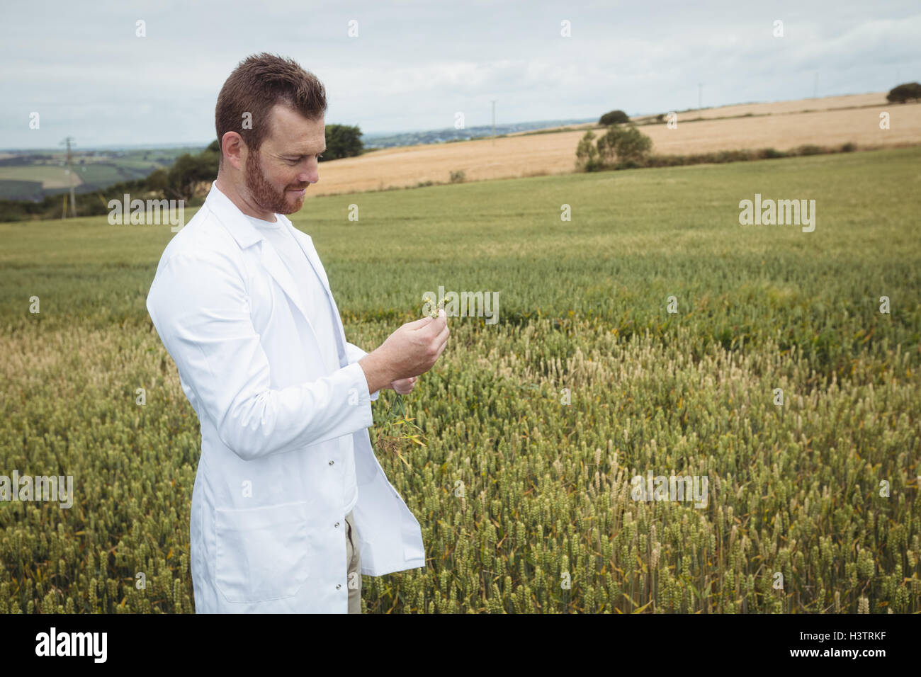 Agronomist working in field hi-res stock photography and images - Alamy