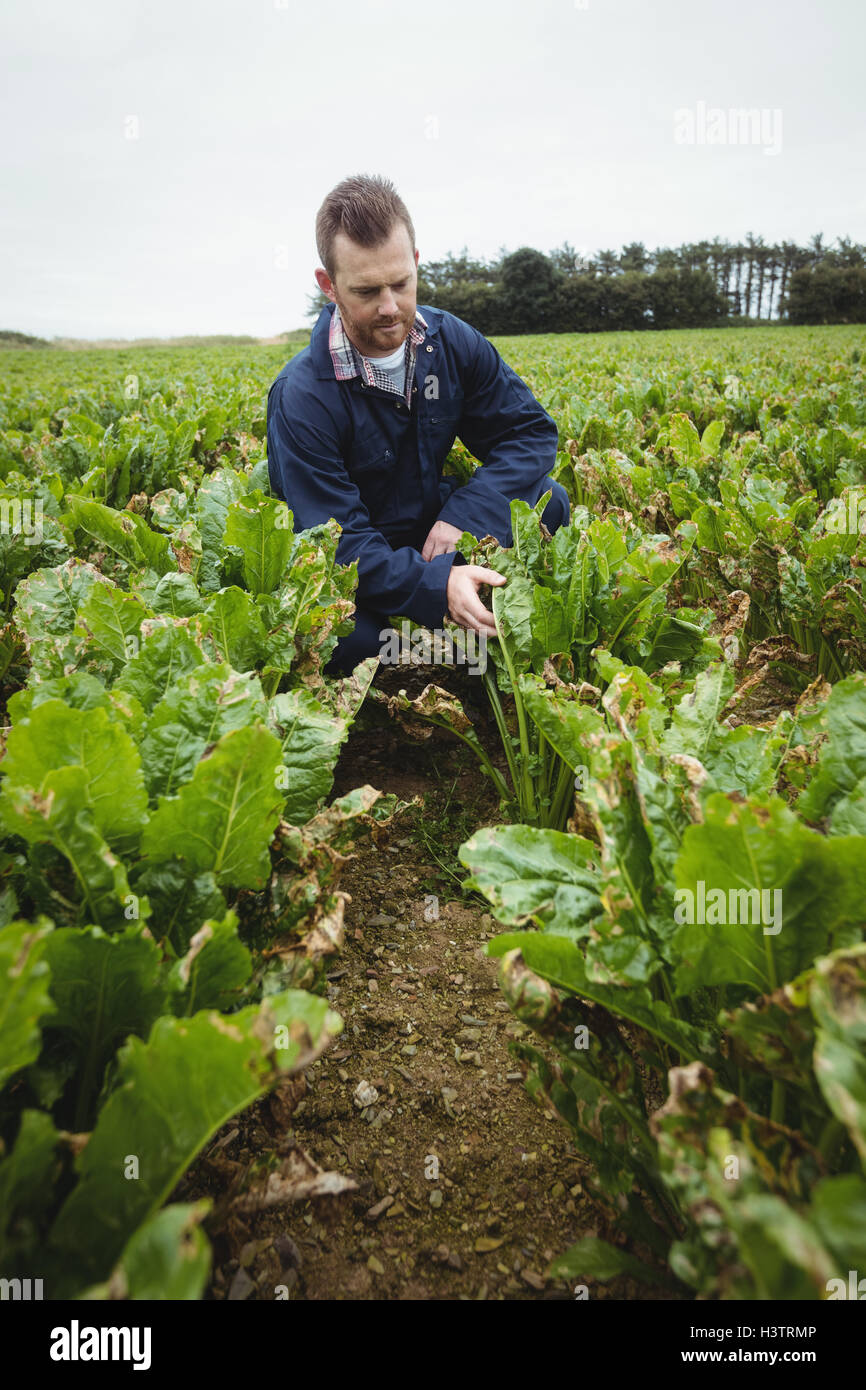 Farmer checking his crops in the field Stock Photo - Alamy