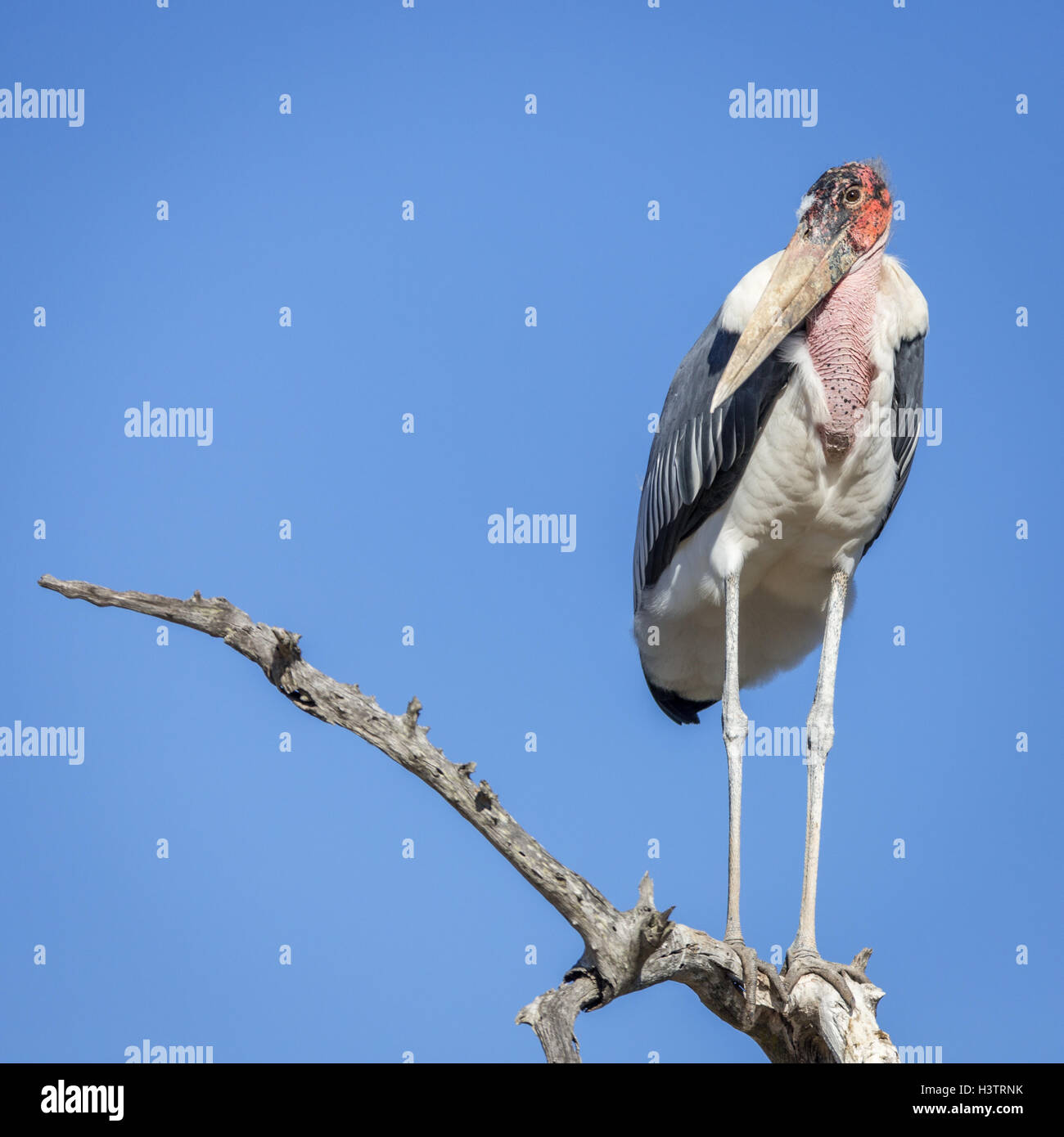 Perched marabou stork (Leptoptilos crumeniferus), Timbavati Game Reserve, South Africa Stock Photo