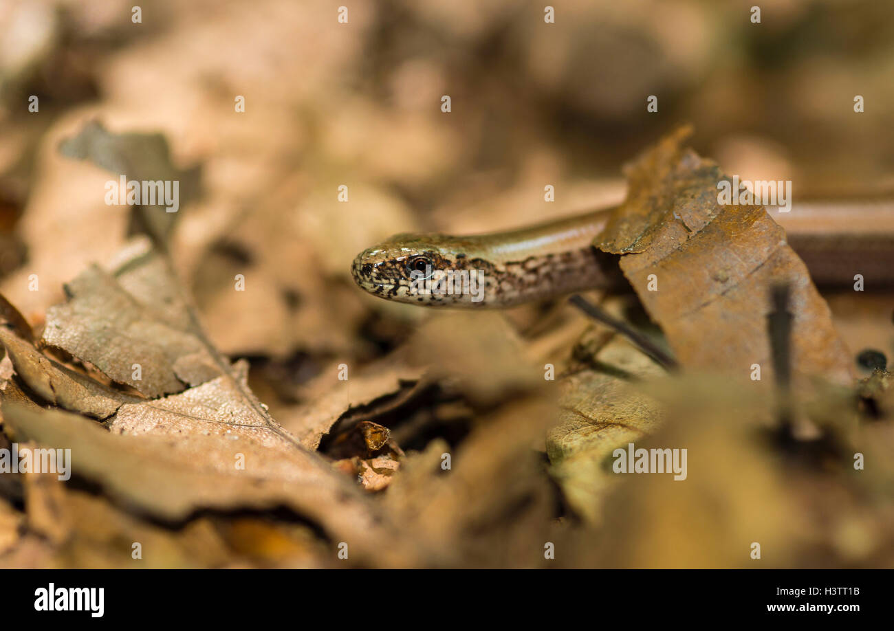 Close-up of male western blindworm (Anguis fragilis) between brown leaves on the forest floor, Usedom Island Stock Photo