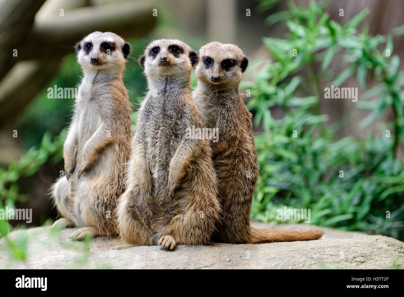 Three Meerkats (Suricata suricatta), standing attentively, Occurrence Africa, captive Stock Photo