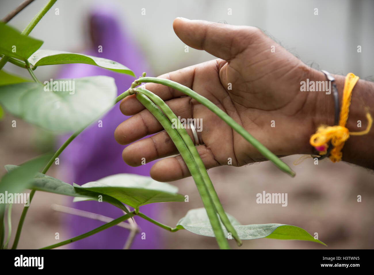 Hand of a man who is showing beans in a kitchen garden in Jharkhand, India Stock Photo
