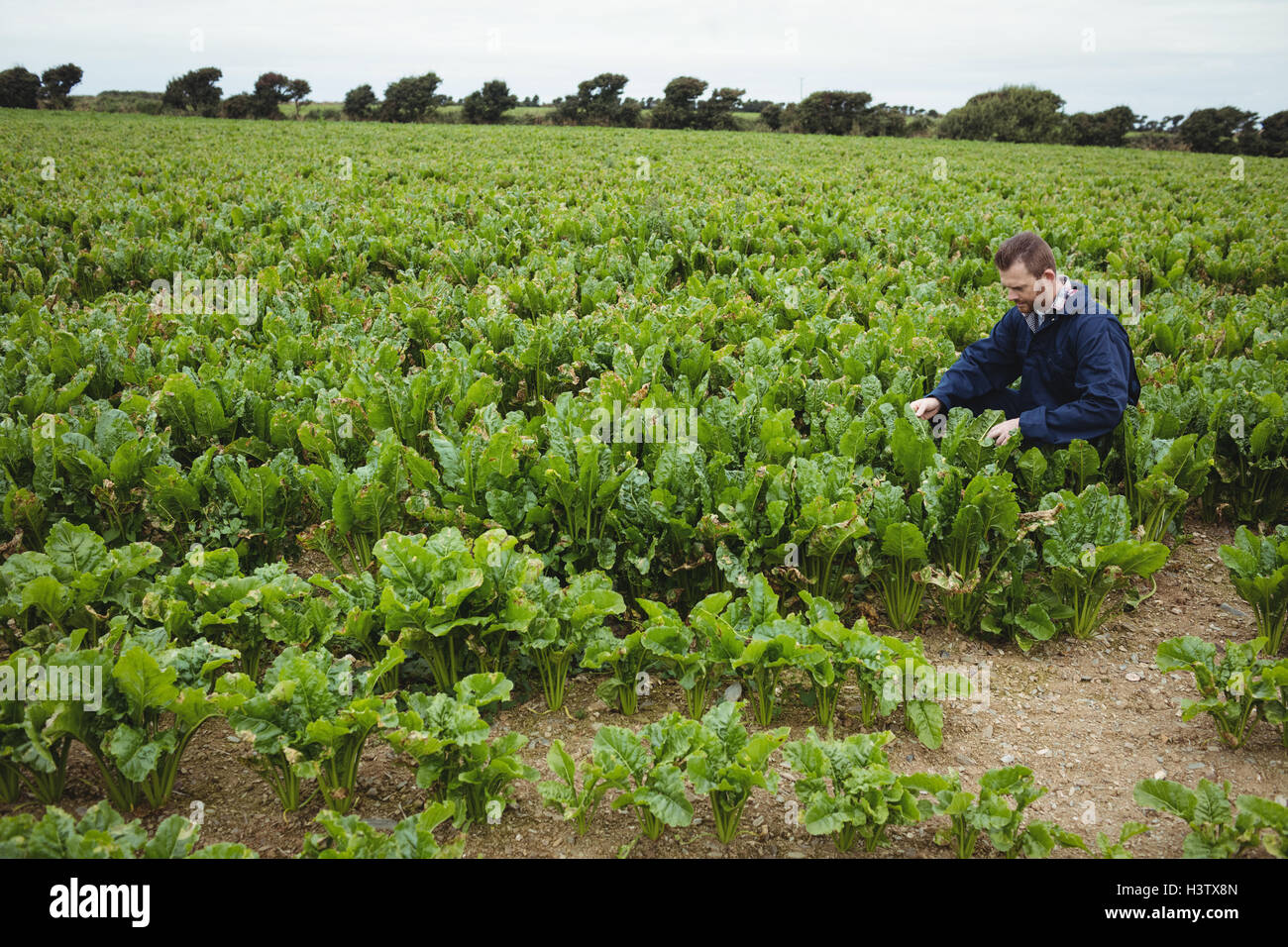 Farmer checking his crops in the field Stock Photo - Alamy