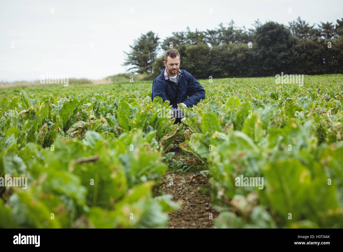 Male farmer plantation checking hi-res stock photography and images - Alamy