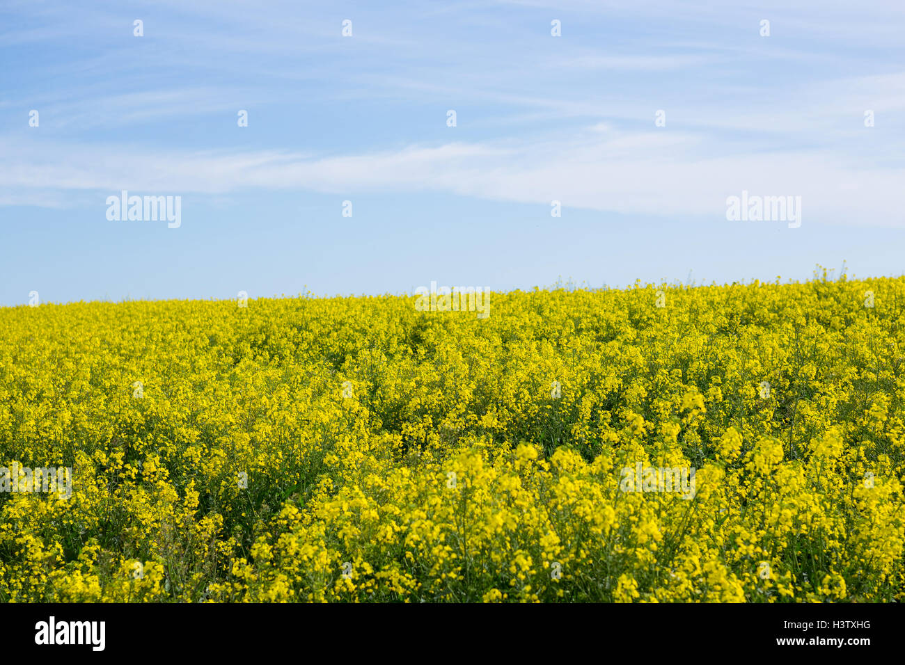 Mustard Field High Resolution Stock Photography and Images Alamy