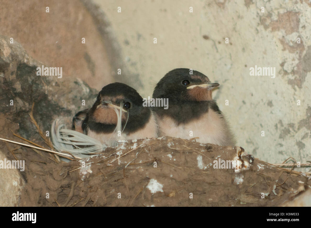 Barn Swallow Chicks, Hirundo rustica Stock Photo