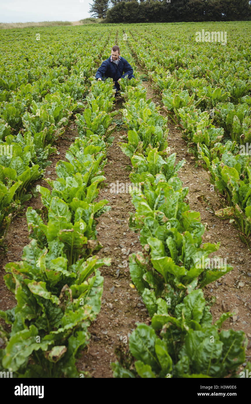 Farmer checking his crops in the field Stock Photo - Alamy