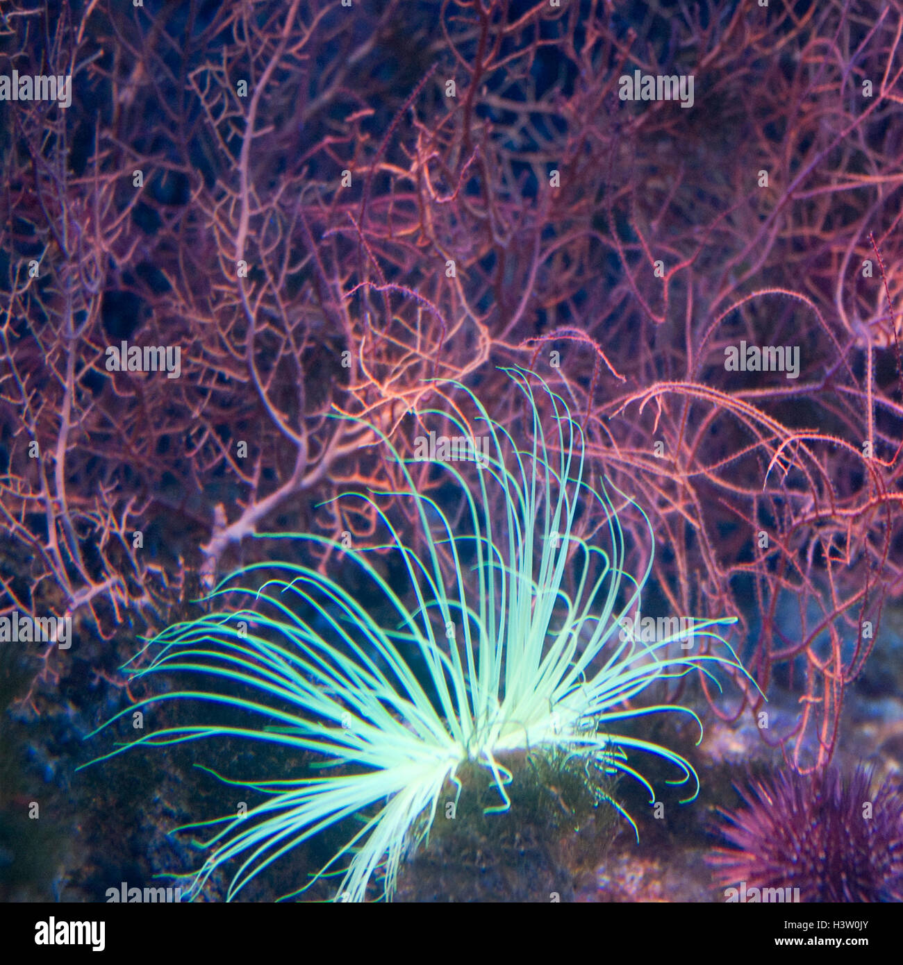 Sea Anemone. Leptogorgia sarmentosa Stock Photo