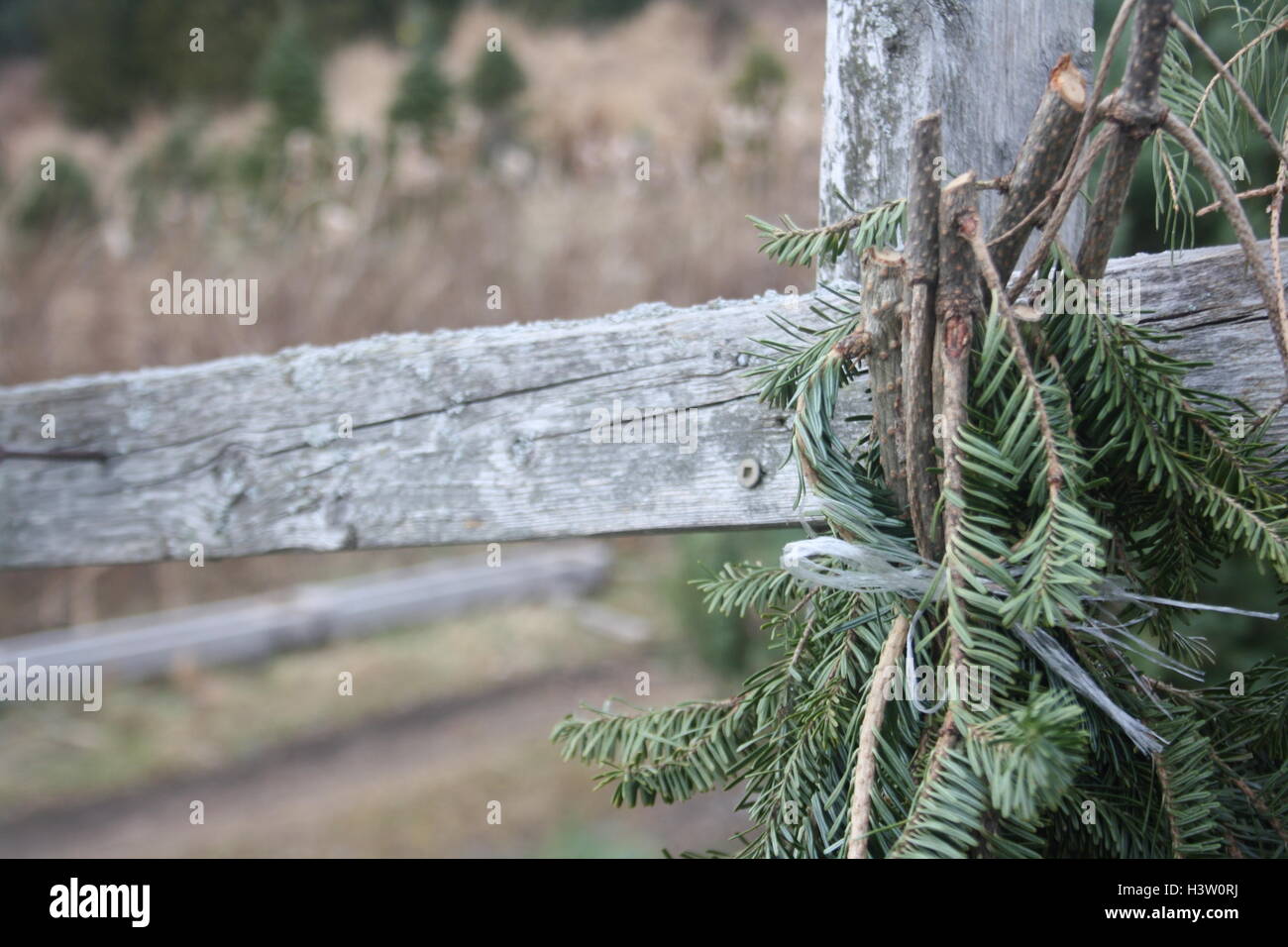 Bough of pine tree branches on wooden cross section. Stock Photo