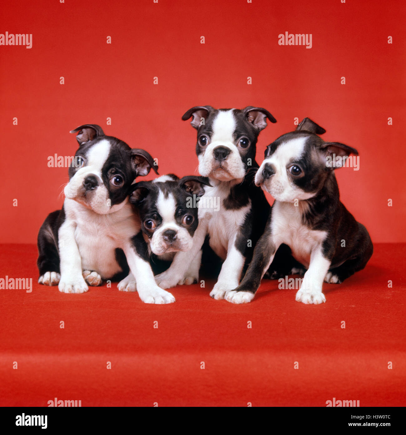 FOUR BOSTON TERRIER PUPPIES ON RED BACKGROUND LOOKING AT CAMERA FUNNY FACES Stock Photo