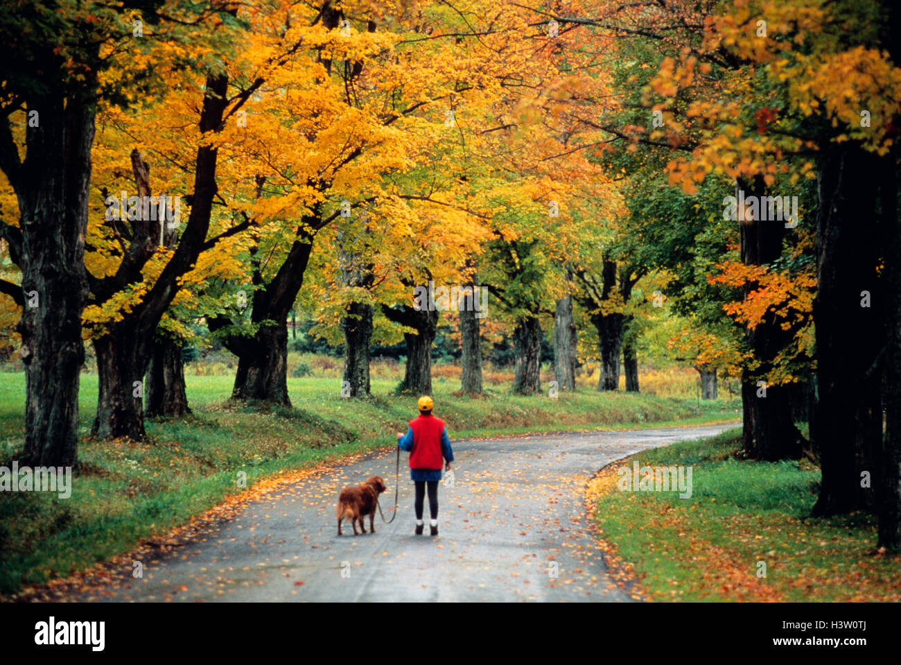 1990s YOUNG WOMAN WALKING DOG DOWN AUTUMN ROAD IN TIOGA COUNTY PENNSYLVANIA USA Stock Photo