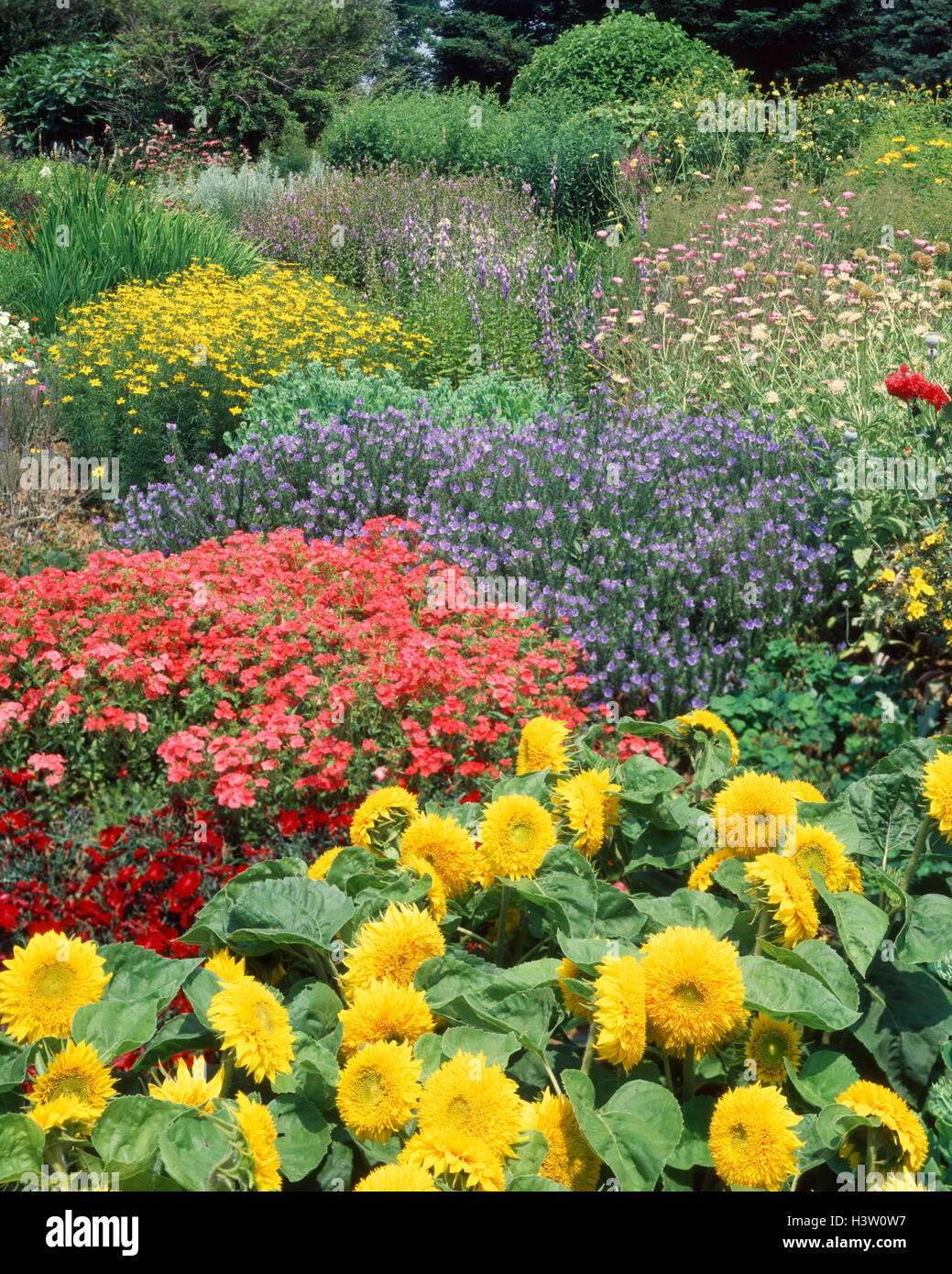 COLORFUL SUMMER FLOWERS IN GARDEN Stock Photo - Alamy