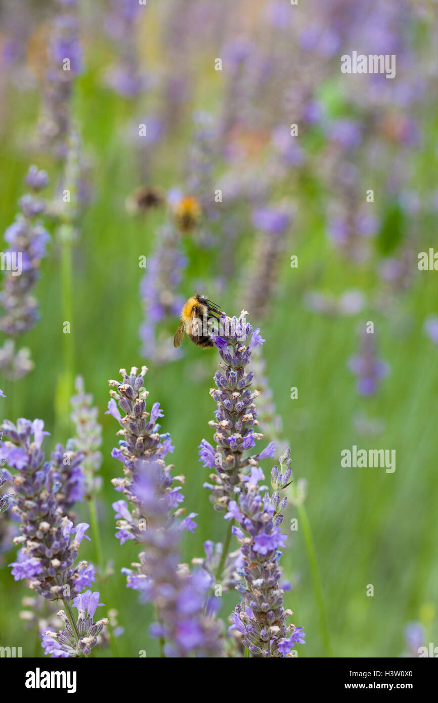 Bumble bee collecting pollen and/or nectar on lavender (Lavandula) blossoms, London, UK, summer Stock Photo