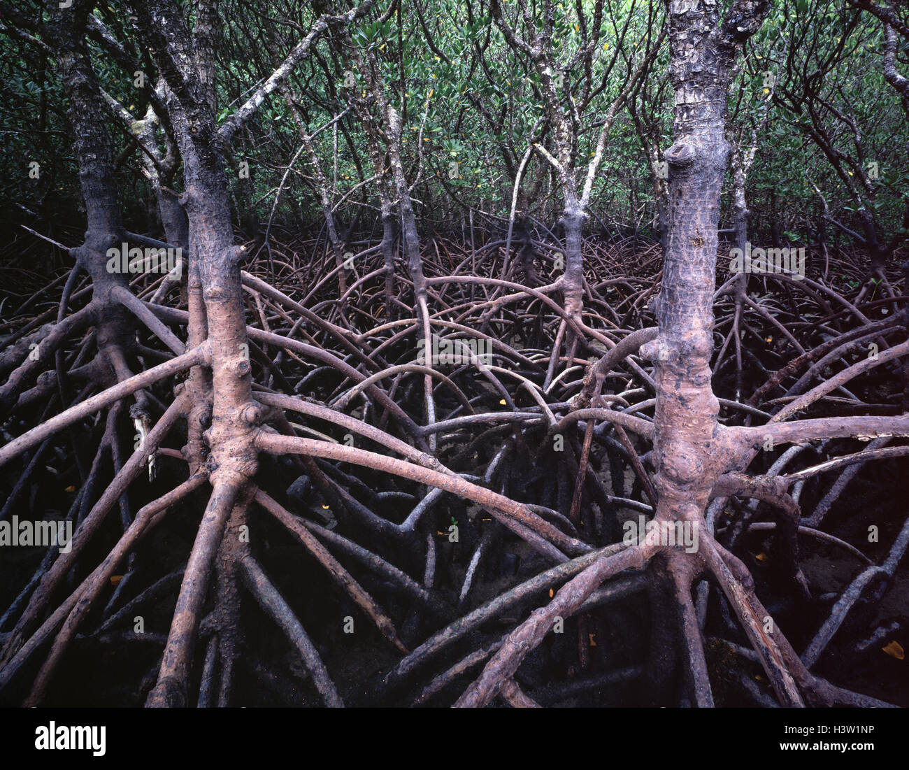 Stilt-rooted mangroves (Rhizophora stylosa) Stock Photo