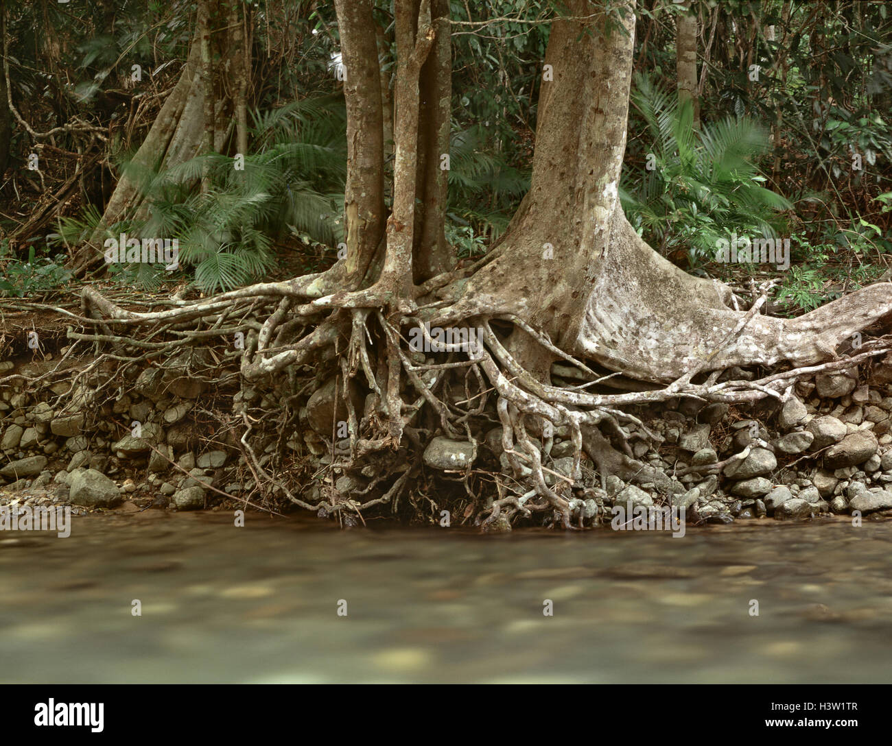Lowland tropical rainforest, with buttress tree roots Stock Photo