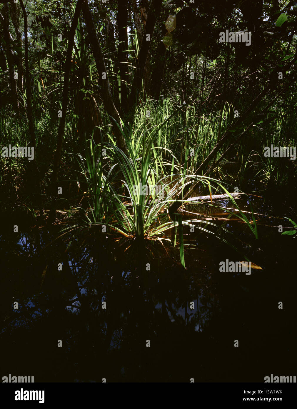 River pandanus (Pandanus aquaticus) Stock Photo