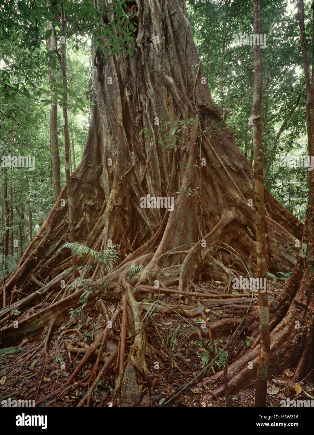 Moreton Bay fig (Ficus sp.) Stock Photo