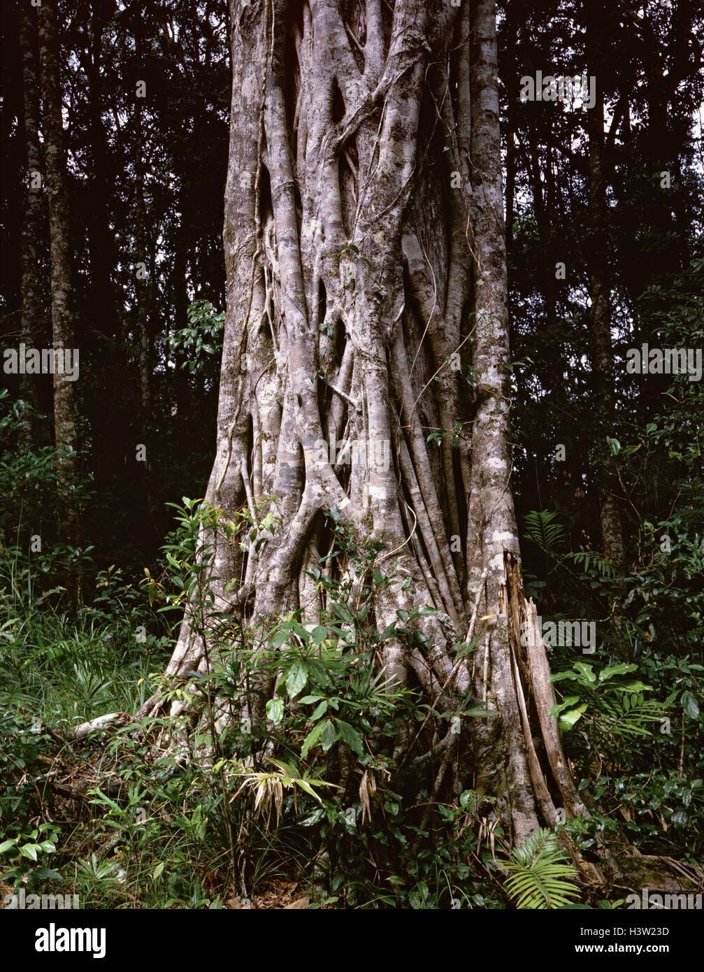 Moreton Bay fig (Ficus macrophylla) Stock Photo