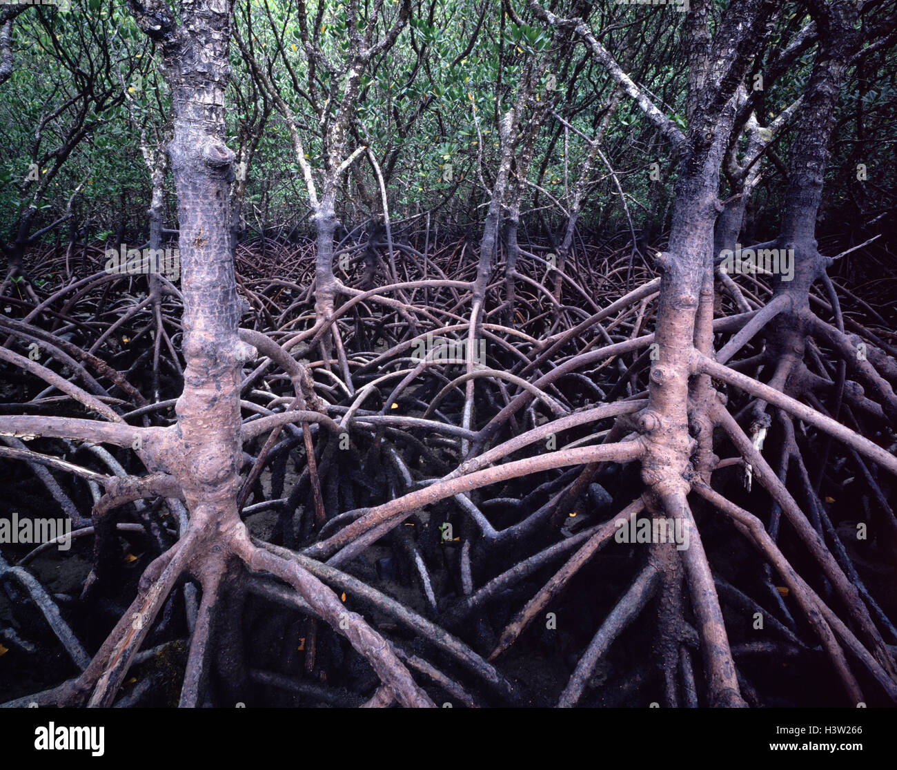 Stilt-rooted mangrove (Rhizophora stylosa) Stock Photo