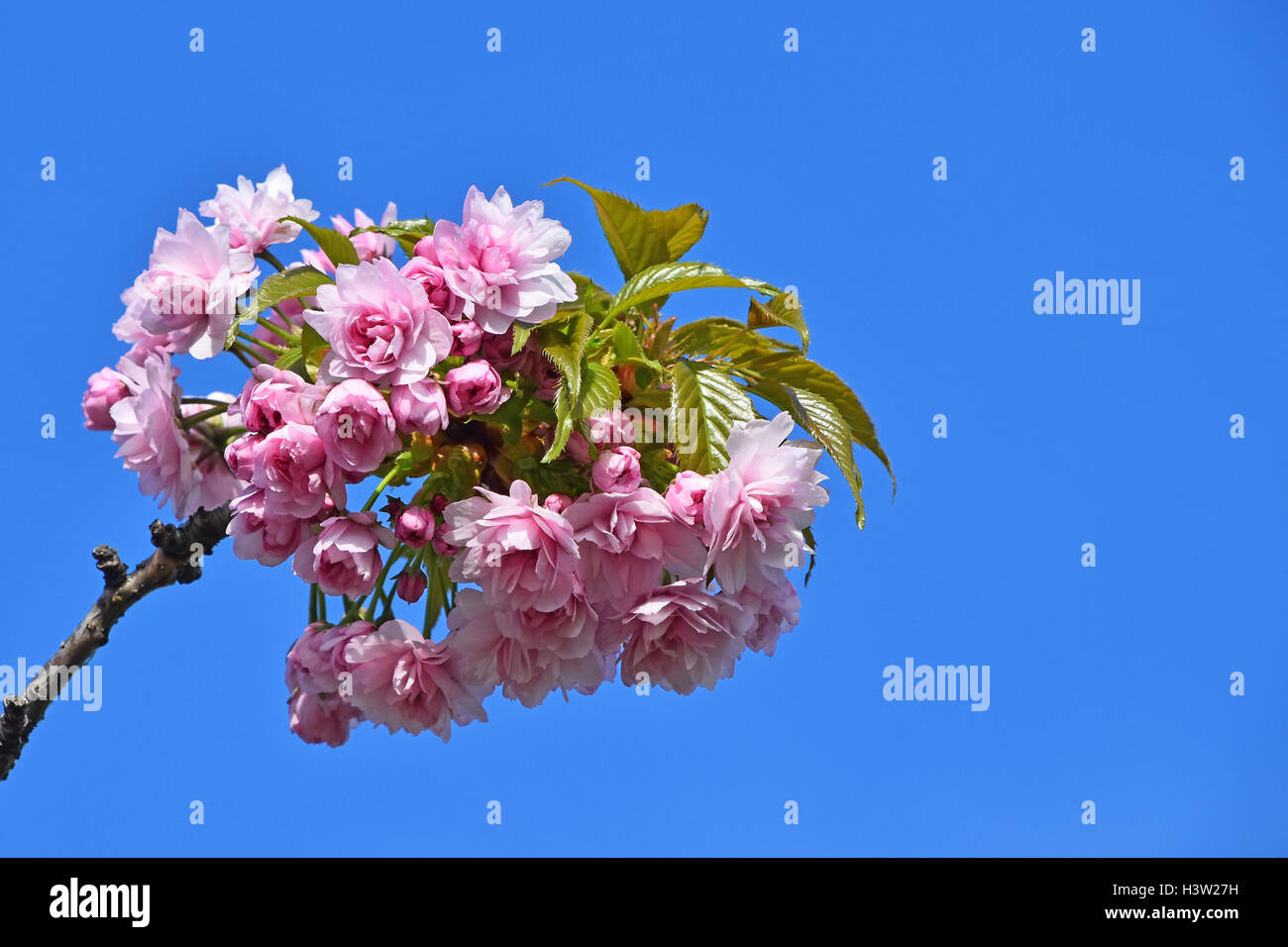 Branch of fresh pink cherry blossom sakura flowers with green leaves ...