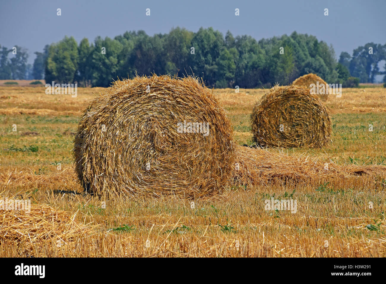 Yellow golden bales of hay straw in stubble field after harvesting ...