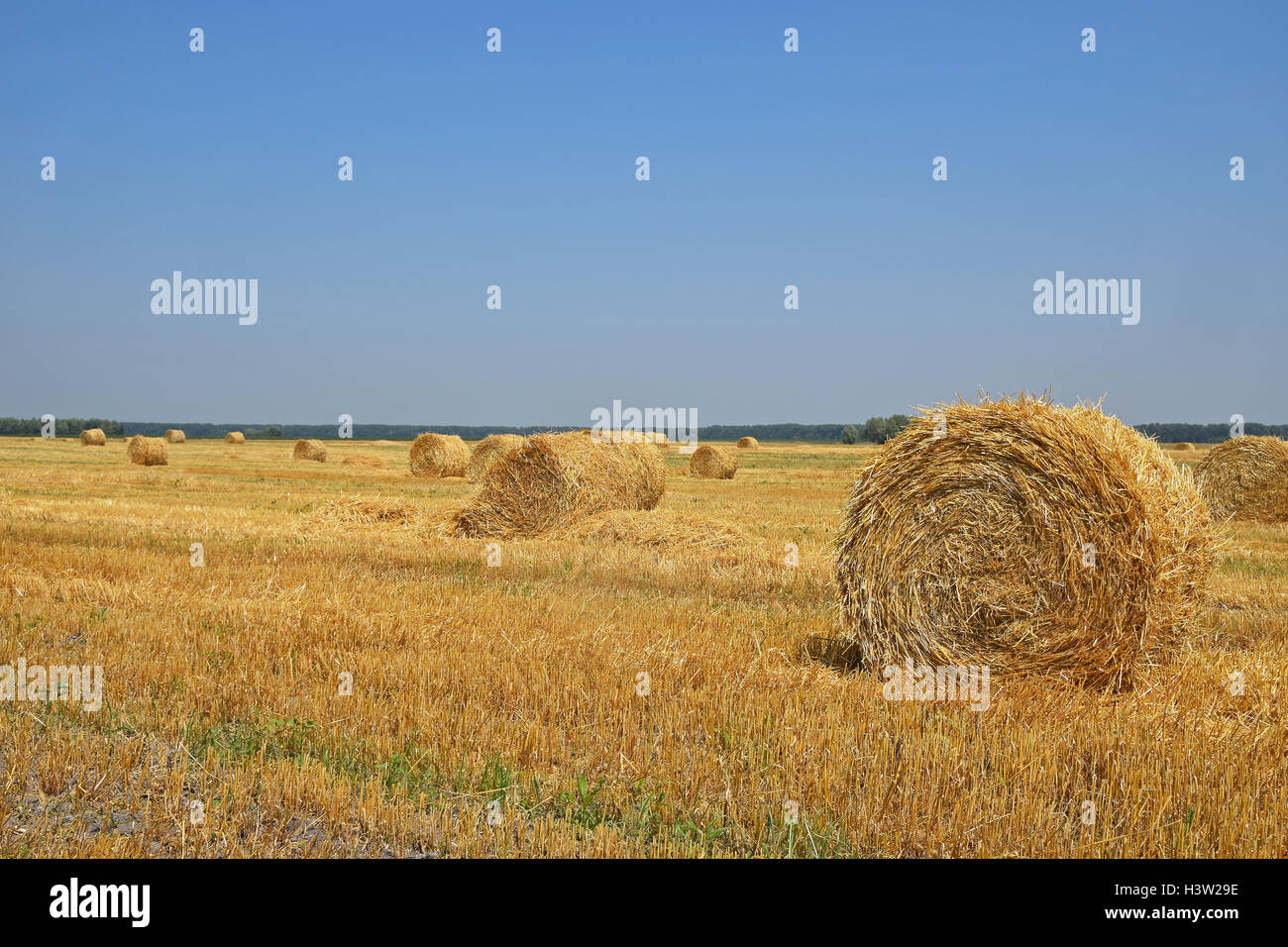 Yellow golden bales of hay straw in stubble field after harvesting ...