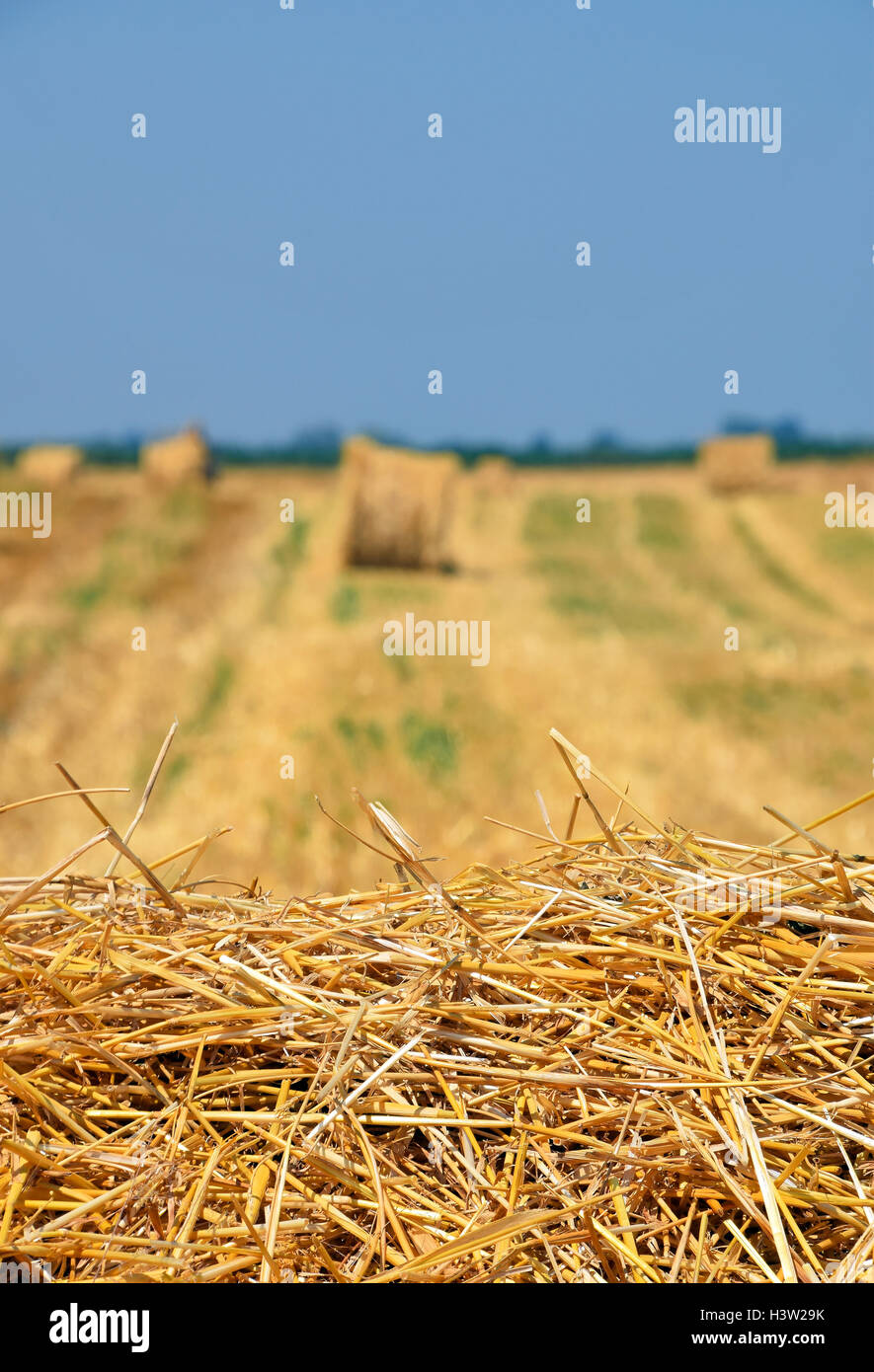 Yellow golden bales of hay straw in stubble field after harvesting ...