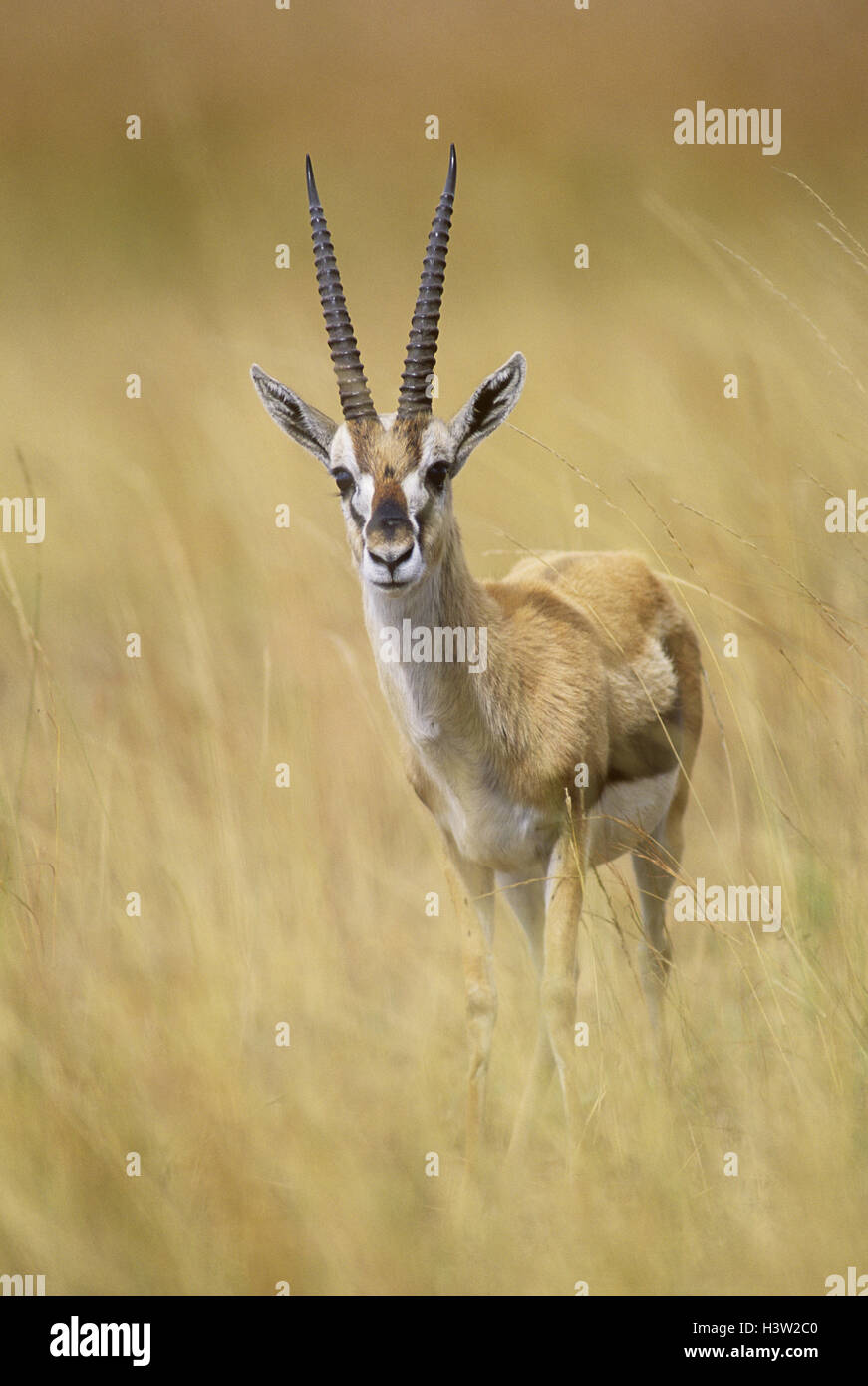 Thomson’s gazelle (Eudorcas thomsonii Stock Photo - Alamy