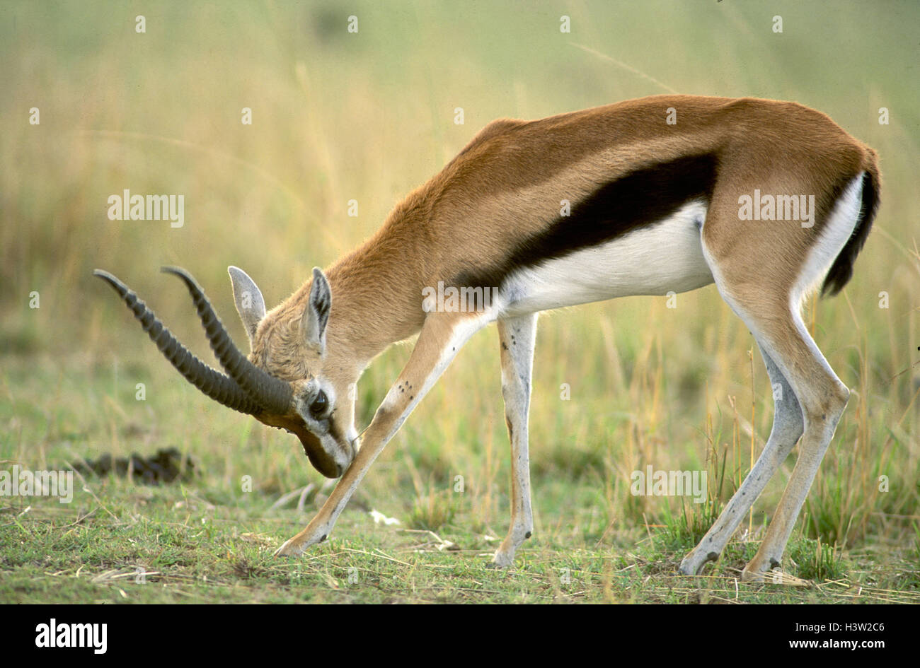 Thomson’s gazelle (Eudorcas thomsonii Stock Photo - Alamy