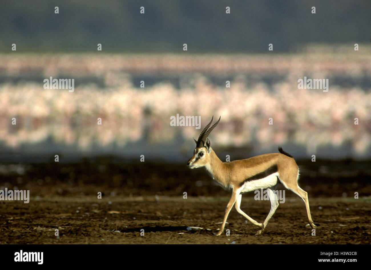 Thomsons gazelle male and female hi-res stock photography and images ...