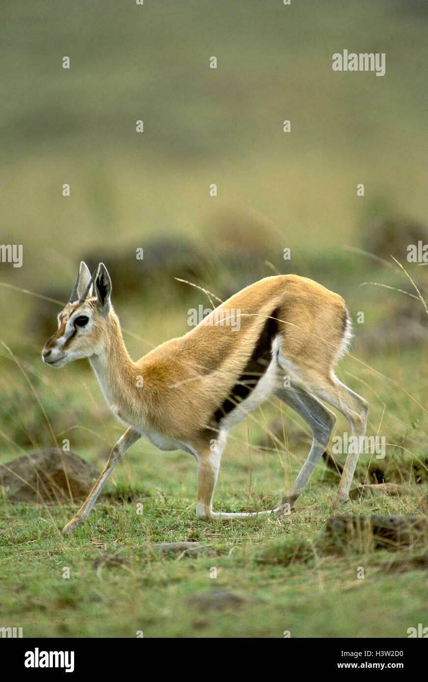 Thomson’s gazelle (Eudorcas thomsonii Stock Photo - Alamy