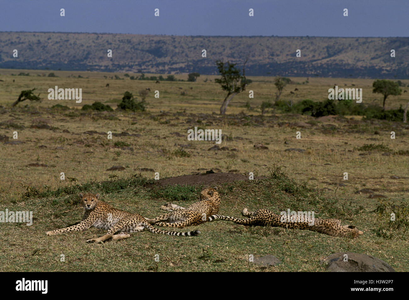Cheetah (Acinonyx jubatus) Stock Photo