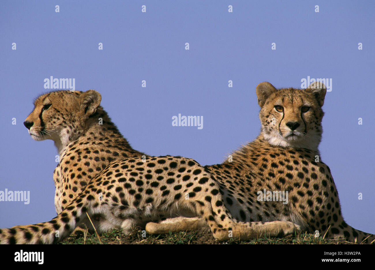 Lying down cheetah big hi-res stock photography and images - Alamy