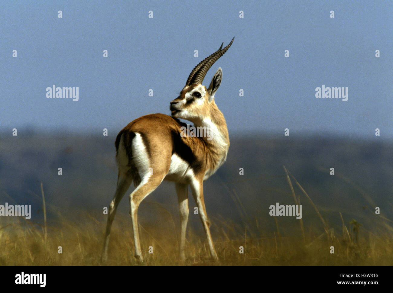 Thomson’s gazelle (Eudorcas thomsonii Stock Photo - Alamy